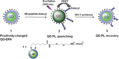 Figure 4. Schematic representation of HIV-1 protease assay based on FRET-quenched QD–peptide complex. After the DPA (DHLA–PEG–Amine) ligand exchange of QD–TOPO, the QD becomes water-soluble. 6E-peptide-dabcyl indicates 6E-GLAib-SQNYPIVQ-K(dabcyl), or 6Glu-Gly-Leu-Aib-2Gly-Ser-Gln-Asp-Tyr-Pro-Ile-Val-Lys(dabcyl); Aib = amino-isobutyric acid (CitationChoi et al. 2010).