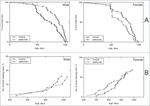 Figure 2. Survival (A) and tumor yield (B) curves in male and female 129/Sv mice neonatally treated and non-treated with metformin.