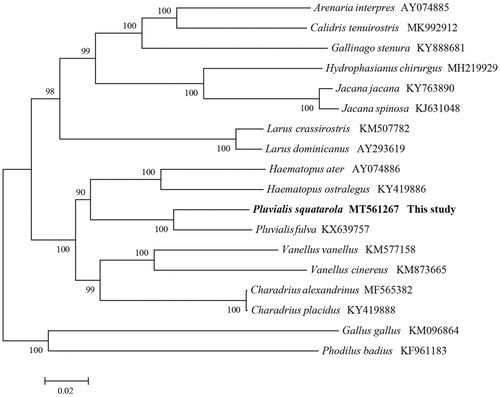 Figure 1. Phylogeny of P. squatarola and closely related 15 mitochondrial sequences constructed using the maximum likelihood (ML) method by analyzing mitochondrion complete genome. Numbers above each branch is the ML bootstrap support.