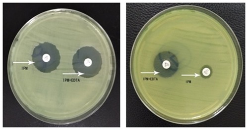 Figure 2 IPM-EDTA disk synergy assay for P. aeruginosa standard strain ATCC27853 (left) and P. aeruginosa clinical strain MBL (+) (right). The arrows indicated test papers loaded with IPM or IPM+EDTA, respectively.