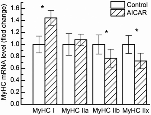 Figure 4. Changes in myosin heavy chain (MyHC) isoform mRNA level in GS muscle from control and AICAR Wistar rats. n = 13 muscles per group.