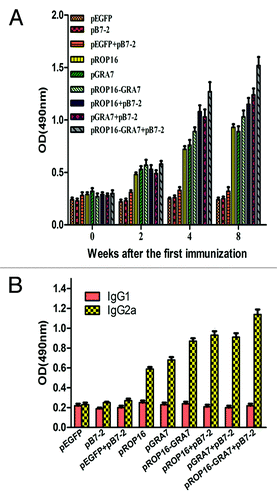 Figure 3. Determination of T. gondii-specific IgGs and IgG subclass titers. (A) Anti-T. gondii IgG titers in sera (diluted 1:100) of mice immunized with pEGFP, pB7-2, pEGFP+pB7-2, pROP16, pGRA7, pROP16-GRA7, pROP16+pB7-2, pGRA7+pB7-2, and pROP16-GRA7+pB7-2. Immune sera were collected at each time point. (B) Anti-T. gondii IgG1 and IgG2a titers in the sera (diluted 1:100) of mice injected with pEGFP, pB7-2, pEGFP+pB7-2, pROP16, pGRA7, pROP16-GRA7, pROP16+pB7-2, pGRA7+ pB7-2, and pROP16-GRA7+pB7-2. Sera were collected at the fourth week post the final injection. Results were expressed as means ± SD for three determinations.