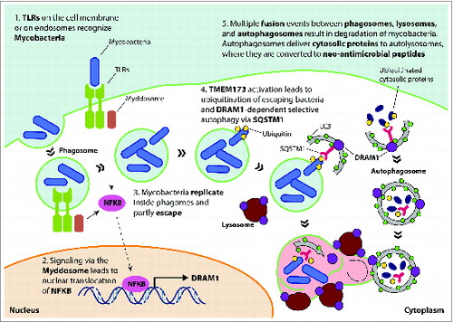 Figure 1. Model for DRAM1 function in host defense against mycobacteria. TLR recognition of mycobacterial ligands leads to formation of the myddosome (a complex consisting of MYD88-IRAKs-TRAF6), which induces DRAM1 transcription via nuclear translocation of NFKB. Mycobacteria replicate in phagosomes and eventually use RD1-dependent virulence factors to partly escape into the cytoplasm. Release of mycobacterial DNA is thought to trigger activation of TMEM173, ubiquitination of mycobacteria, and recognition by the selective autophagy receptor SQSTM1. DRAM1 protein, localizing on lysosomes and autophagosomes, stimulates formation of autophagosomes and promotes maturation of mycobacteria-containing compartments by facilitating their fusion with lysosomes and autophagosomes that may deliver neo-antimicrobial peptides derived from ubiquitinated cytosolic proteins. DRAM1, DNA-damage regulated autophagy modulator 1; TLR, toll-like receptor; MYD88, myeloid differentiation primary response 88, IRAKs, interleukin-1 receptor-associated kinases; TRAF6, TNF receptor-associated factor 6, E3 ubiquitin protein ligase; NFKB, nuclear factor of kappa light polypeptide gene enhancer in B-cells; SQSTM1/p62, sequestosome 1; TMEM173/STING, transmembrane protein 173.