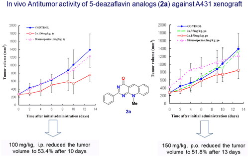 Figure 15. In vivo study of compound 2a with a 5-deazaflavin scaffold indication non-toxic effect after 14 days administration in nude mice. Adopted from our research group publication (PubMed PMID: 17049252)Citation2.
