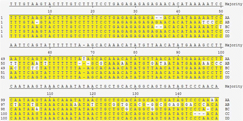 Figure 3.  Five genotype sequence alignment with DNAstar 2.0 MegAlign. There are four SNP sites in AA genotype: 68 (T insertion), 148 (C/A), 36(GA simple repeat sequence deletion); 10 SNPs sites in BC genotype: 36(GA simple repeat sequence deletion), 50(C/T), 52(A/C), 56(A/T), 57(G/C), 104(G/A), 128, 134(A/G), 147(A deletion); only three SNPs in the CC genotype: 144–146(CCA deletion); 36 SNPs in the AB genotype: 46, 51, 52, 59, 86, 102, 106, 120, 133, 138, 140(A/T), 47, 146(A/C), 48, 99, 100, 136(T/C), 57, 96(G/A), 7, 67, 69(A deletion), 72, 128, 134(A/G), 77, 86, 97, 143(C/A), 84, 125, 142(T/G), 116, 139(T/A), 127(C/T), 131(G/C), 133(C deletion).