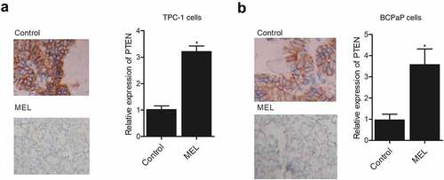 Figure 1. MEL treatment suppressed tumor cell growth in nude mice.