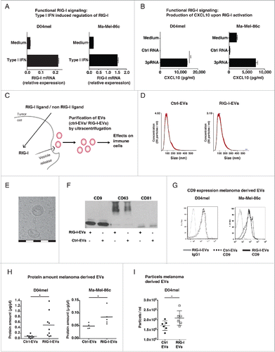 Figure 1. RIG-I stimulation triggers the release of extracellular vesicles (EVs). (A) Melanoma cells D04melCitation28 or Ma-Mel-86cCitation29 were analyzed for mRNA expression of RIG-I by quantitative real-time PCR in the presence or absence of type I Interferon (IFN) stimulation. Data are normalized to β-Actin. (n = 3) (B) Functionality of RIG-I signaling in D04mel and Ma-Mel-86c was determined by CXCL10 production 24 h after lipofection of cells with 1 µg/mL ctrl RNA or 3pRNA (n = 3) (C) Schematic overview of experimental procedures. Tumor cells (D04mel or Ma-Mel-86c) were transfected with 3pRNA (RIG-I ligand) or inert control RNA (non-RIG-I ligand) and EVs (RIG-I-EVs vs. ctrl-EVs) were purified using serial ultracentrifugation. Afterwards, EVs were analyzed regarding their effects on immune cells. (D) NTA analysis of purified vesicles (RIG-I-EVs vs. ctrl-EVs) derived from melanoma cells. (E) Cryo electron microscopy shows typical particles obtained by purification. One white or black scale bar indicates 100 nm. (F) Purified vesicles (RIG-I-EVs or ctrl-EVs) derived from D04mel cells were analyzed for expression of CD9, CD63, CD81 by western blot. (G) Purified vesicles (RIG-I-EVs vs. ctrl-EVs) derived from melanoma cells (D04mel, Ma-Mel- 86c) were analyzed for CD9 expression by flow cytometry (filled gray: isotype, dashed: ctrl-EVs, black line: RIG-I-EVs). (H) Amount of EVs after stimulation with 3pRNA (RIG-I-EVs) or ctrl RNA (ctrl-EVs) derived from melanoma cells (D04mel, Ma-Mel-86c) were estimated by quantification of proteins using Bradford Assay (n = 4–9). (I) Particle number of EVs after stimulation with 3pRNA (RIG-I EVs) or ctrl RNA (ctrl EVs) derived from melanoma cells (D04mel) was determined by NTA analysis (n = 6). All error bars reflect mean ± s.d. * indicates p < 0.05.
