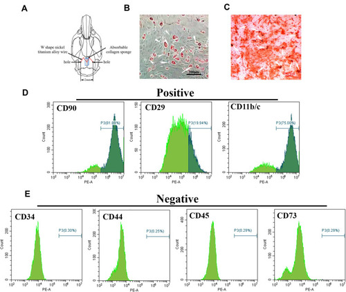 Figure 1 Characterization and differentiation of suture-derived stem cells (SuSCs). (A) Schematic illustration of holes made on the parietal bone to place the expansion appliance and absorbable collagen sponge. (B) Oil red staining indicated lipid restoration in SuSCs after cultured in lipid-forming medium for 21 days; white arrows indicate oil drop scale bar, 200 μm. (C) Alizarin red S staining of SuSCs cultured in osteogenic medium at day 14; white arrows indicate calcium nodules scale bar, 100 μm. (D) Flow cytometry analysis shows that SuSCs are expressing markers CD11b/c (75.00%), CD29 (19.94%) and CD90 (81.89), but (E) not expressing markers CD34 (0.30%), CD44 (0.25%), CD45 (0.29%) and CD73 (0.29%).