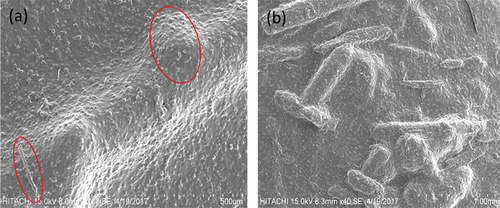 Figure 5. SEM image of (a) SPF-10/CS at magnification of 100x, (b) SPF-20/CS at magnification of 40 × .