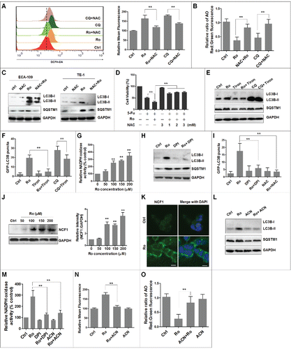 Figure 8. Ro induces intracellular ROS-mediated autophagy inhibition and cell death. (A) ECA-109 cells were treated with 50 μM Ro or 20 μM CQ for 12 h in the presence or absence of 3 mM NAC and stained with DCFH-DA. Intracellular ROS levels were analyzed using flow cytometry. Bar graph represents fold-increase of ROS from 3 independent experiments expressed as means ± SEM. (B) Effect of NAC on AO staining. The cells were treated with NAC and Ro or CQ for 12 h, fixed, and stained with AO. The ratio of red and green in the cytosolic region was calculated to evaluate lysosomal pH. (C) NAC reduces LC3B-II and SQSTM1 in TE-1 and ECA-109 cells. (D) NAC reduces 5-Fu-induced cell death enhanced by Ro in ECA-109 cells. The cells were treated with the indicated concentrations of NAC in combination with Ro or 5-Fu for 48 h. Cell viability was measured by MTT assay. (E) Immunoblot analysis of LC3B-II and SQSTM1 in ECA-109 cells incubated with vehicle or Ro in the presence or absence of 10 mM Tiron and with or without 20 µM CQ for 12 h. (F) Confocal microcopy analyses the effect of Tiron on Ro-trigged GFP-LC3B punctation. ECA-109 cells were transfected with GFP-LC3B for 24 h, treated with Tiron or Ro for 12 h, fixed, and analyzed by confocal microcopy. At least 40 cells were counted from 5 representative fields to determine the average number of GFP-LC3B per cell. (G) Relative activity of NADPH oxidase. ECA-109 cells were treated with Ro for 12 h and the NADPH oxidase activity was measured by lucigenin assay (mean ± SD of 3 independent experiments versus control). (H and I) Effect of 10 μM DPI or NAC on the accumulation of LC3B-II, SQSTM1, and GFP-LC3B. (J) Ro upregulates NCF1 expression in a dose-dependent manner. The cells were treated with Ro at the indicated concentration for 12 h. ImageJ densitometric analysis of the NCF1:GAPDH ratio from NCF1 immunoblots (mean ± SD of 3 independent experiments). (K) After treatment with 50 μM Ro for 12 h, immunofluorescence signals of NCF1 (green) were observed using a confocal microscope. Nuclei were stained with DAPI (blue). Scale bar: 10 μm. (L to O) Effects of 10 μM ACN on LC3B-II and SQSTM1 accumulation (L), NADPH oxidase activity (M), ROS production (N), and lysosomal pH increase in ECA-109 cells (O). Data presented are representative of 3 independent experiments. * indicates a significant difference from the controls. **, P< 0.005; *, P < 0.05.