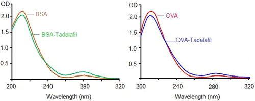 Figure 6. UV absorption spectrum of immunogen and testing antigen.