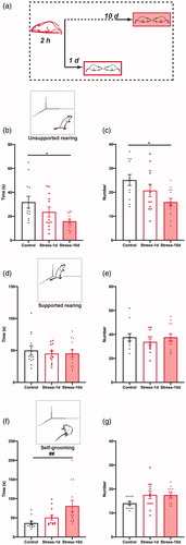 Figure 2. Stress leads to only delayed changes in asocial anxiety-like behavior. (a) Animals were subjected to 2-hours of immobilization stress, and social interaction was measured either 1 day or 10 days later, in separate groups of animals. (b) Total time spent in unsupported rearing (inset) decreases significantly 10 days but not 1 day after stress. (c) Total number of unsupported rears decreases significantly 10 days after stress. (d) Total time spent in supported rearing (inset) and (e) number of supported rears remain unaffected by stress. (f) Total time spent in self-grooming (inset) shows a significant increase only 10 days after stress, but not 1 day later. (g) Number of self-grooming bouts remain unchanged. (Control, N = 12 pairs, Stress-1d, N = 12 pairs, Stress-10d, N = 13 pairs). * indicates p < .05 post-hoc Tukey’s test. ## indicates p < .01 in post-hoc Dunn’s test.