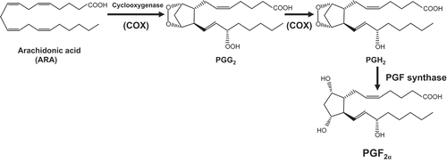 Figure 1. Schematic diagram of the reactions from ARA to PGF2α in the COX enzyme system.PGG2, prostaglandin G2; PGH2, prostaglandin H2; PGF synthase, prostaglandin F synthase; PGF2α, prostaglandin F2α.