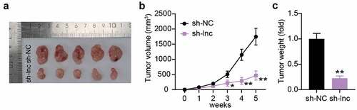 Figure 3. Interference with PCGEM1 inhibited the growth of PCa cells in vivo. (a) images of tumor in si-lnc group. (b) the difference of the growth curve of tumor volume in si-lnc groups were portrayed. (c) the difference of tumor weight in si-lnc groups were portrayed. *P < 0.05; **P < 0.001 vs. sh-NC.