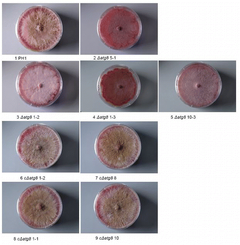 Figure S2. Colonies grown on DFM agar 26 d after plug transfer. Incubated at 22°C. Colonies are side. lit to show the limited development of the aerial mycelium in the deletion mutants and the restoration of it in the complemented strains. Petri dishes = 9 cm diameter. For explanation of the strains see Table S1.