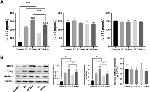 Figure 5 Exosomes derived from melanoma promoted the differentiation of CD4+ T cells into T Treg cells. (A) The concentrations of Treg cell marker IL-10, Th1 cell marker IL-4, and Th17 marker IL-17 were assessed using ELISA. (B) Western blotting was carried out to assess the expression levels of Treg regulatory proteins, including FOXP3 and TGF-β, along with the Th1 regulatory protein GATA-3. *P < 0.05, ***P < 0.001 vs Control group; ##P < 0. 01, ###P < 0.001 vs ZY or YF group; &P < 0.05, &&P < 0. 01, &&&P < 0. 001 vs YF-Exo group.