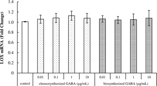 Fig. 4. Effects of GABA on lysyl oxidase mRNA expression in HDFs. Cells were cultured for 24 h with various concentrations of chemosynthesized and biosynthesized GABA. The expression level of lysyl oxidase transcript was analyzed by real-time PCR. Each datum represents the mean ± SD of three independent experiments. Results are compared to control.
