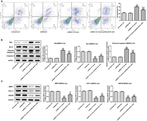 Figure 7 Effects of miRNA-137 overexpression on DDP resistant of MG63-cis cells. (A) upregulation of miRNA-137 promoted cell apoptosis while overexpression of NCK1-AS1 inhibited the apoptosis of MG63-cis cells after transfection with miRNA-137 mimic or/and pcDNA-NCK1-AS1. (B) Western blot analysis was implemented to measure the levels of Bax, Bcl-2 and cleaved caspase 3 in MG63-cis cells. (C) Upregulation of miRNA-137 declined the level of MRP1, GST-π and ABCB1, whereas NCK1-AS1 overexpression increased the level of those proteins in MG63-cis cells. The data are shown as the means ± SD. **P < 0.01, ***P < 0.001 vs. Untreated cells; ##P < 0.01, ###P < 0.001 vs. miRNA-NC group; △△P < 0.01, △△△P < 0.001 vs. miRNA-137 mimic.