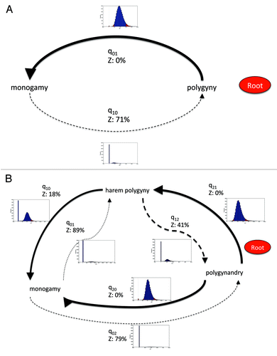 Figure 1. Model of evolution of primate mating systems showing posterior distribution of transition rates between states. A. Monogamy and polygyny. B. Monogamy, harem-polygyny and polygynandry. Thickness of arrows reflects proportion of time the transition rate is not zero. Z denotes a zero transition rate as a proportion of posterior probability distribution. A dashed line denotes a zero transition rate in the RJ derived model. Graphs show posterior probability distribution of each transition rate.