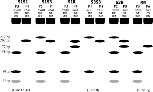 Figure 2. Depicted electrophoresis patterns (P1–P6) of both NlaIII digested TVB303 and XbaI digested TVB202 for each of the TVB genotypes. Note that a 30-bp band was not shown under patterns P5 and P6 since it was not visible on 2.5% Agarose gels.