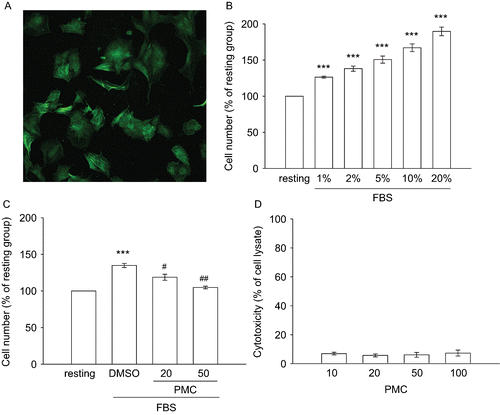 Figure 2.  Effects of PMC on vascular smooth muscle cell proliferation and cytotoxicity. (A) Primary cultured rat VSMCs were identified by immunofluorescence for smooth muscle α-actin (the bar represents 50 μm). VSMCs (2 × 104 cells/well) were starved for 24 h then treated with (B) various concentrations of FBS (1%∼20%), or (C) an isovolumetric solvent control (0.1% DMSO) and PMC (20 and 50 μM) for 20 min, followed by the addition of FBS (2%) for 48 h. The cell number was evaluated by an MTT assay as described in Materials and methods. (D) For the other experiment, the cytotoxicity of PMC toward VSMCs was determined by a lactate dehydrogenase (LDH) assay. VSMCs (2 × 104 cells/well) were treated with various concentrations of PMC (10∼100 μM) for 6 h. Cell-free supernatants were utilized for the LDH assay. Data are presented as the means ± SEM (n = 3). *** P < 0.001, compared to the resting group; #P < 0.05 and ##P < 0.01, compared to the solvent control group.