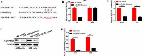 Figure 5. SERPINE1 was targeted by miR-486-5p in GBM cells. (a) The predicated binding sites between SERPINE1 and miR-486-5p were speculated using StarBase. (b) The luciferase activity of SERPINE1-wt/mut co-transferred with NC mimic or miR-486-5p mimic into 293 T cells. (c)-(e) The mRNA and protein levels of SERPINE1 after A172 and U87 cells were transferred with NC mimic or miR-486-5p mimic. ***P < 0.001.