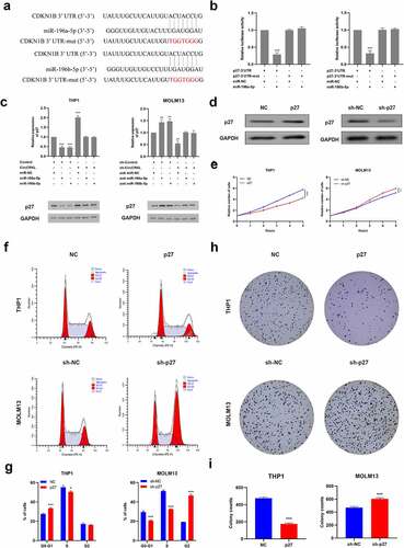Figure 4. P27 is regulated by miR-196a-5p and miR-196b-5p and inhibits cell proliferation. (a) the p27-3’ UTR sequences containing miR-196a-5p and miR-196b-5p binding sites. (b) the luciferase activity in the AML cells co-transfected with a luciferase reporter containing either p27 3’ UTR-wt or p27 3’ UTR-mut and miR-196a-5p/miR-196b-5p mimics. (c) the p27 expression levels in the THP1 and MOLM13 cells transfected with miR-196a-5p/miR-196b-5p mimics alone or co-transfected with circCRKL or sh-circCRKL. (d) the p27 protein expression in the AML cells. (e) the CCK-8 assay of AML cells. (f, g) the cell cycle assay of the AML cells. (h, i) the colony formation assay of the AML cells. *P < 0.05, **P < 0.01, ***P < 0.001