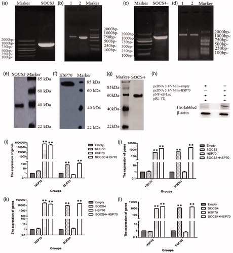 Figure 2. Construction of an SOCS3, SOCS4 and HSP70 ectopic expression system and cotransfection in vitro. The SDS-PAGE: PCR product of the SOCS3 plasmid (a), PCR product of pcDNA 3.1/V5-His-SOCS3 (b), PCR product of the SOCS4 plasmid (c) and PCR product of pcDNA 3.1/V5-His-SOCS4 (d). Western blot analysis of SOCS3 (e), HSP70 (f) and SOCS4 proteins (g) in 293 T cells that transfected by their ectopic expression vectors, respectively. The expressing of HSP70 in supernatant of cells that co-transfected by HSP70 + pNF-κB-Luc + pRL-YK also was detected (h). qRT-PCR analysis of HSP70 and SOCS3 mRNA levels in 293T cells (i) and IPEC-J2 cells (j) transfected with empty, HSP70 + pNF-κB-Luc + pRL-YK, SOCS3 + pNF-κB-Luc + pRL-YK or HSP70 + SOCS3 + pNF-κB-Luc + pRL-YK vectors. HSP70 and SOCS4 expression in 293T cells (k) and IPEC-J2 cells (l) transfected by empty, HSP70 + pNF-κB-Luc + pRL-YK, SOCS4 + pNF-κB-Luc + pRL-YK or HSP70 + SOCS4 + pNF-κB-Luc + pRL-YK vectors. Empty refers to pcDNA 3.1/V5-His vector that was not linked to a gene. *p ≤ .05, **p ≤ .01. Lanes 1 and 2 in Figure 1(b) show PCR products of the SOCS3-ORF and pcDNA 3.1/V5-His-SOCS3 vectors; lanes 1 and 2 in Figure 1(d) show the PCR products of the SOCS4-ORF and pcDNA 3.1/V5-His-SOCS4 vectors.