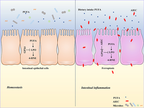 Figure 9. Graphical abstract. AIEC induces LPO by inhibiting GPX4. AIEC infection inhibits GPX4, whereas PUFA supplementation enhances LPO and ferroptosis.