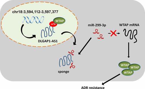 Figure 5. WTAP/DLGAP1-AS1/miR-299-3p positive feedback loop promotes the BC ADR-resistance