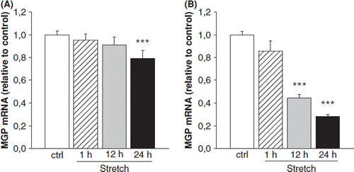 Figure 4. The effect of mechanical stretch for 1, 12 and 24h on matrix Gla protein (MGP) gene expression in cultured neonatal rat ventricular (A) myocytes and (B) fibroblasts. Results are expressed as a ratio of MGP mRNA to 18S mRNA as determined by Northern blot analysis (n=13-18). Results are mean±SEM, from two to three independent cultures. ***p<0.001 vs control (one-way analysis of variance for multiple comparisons).