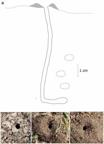 Figure 2. Nest of Lindenius albilabris. (a) Lateral view of nest and brood cells; (b–d) top view of the nest entrance.