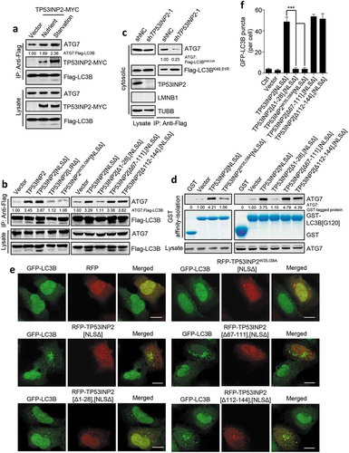 Figure 5. TP53INP2 facilitates LC3B-ATG7 interaction. (a) Coprecipitation of endogenous ATG7 with exogenous Flag-LC3B in TP53INP2-MYC cotransfected HEK293 cells with or without cell starvation. Flag-LC3B was immunoprecipitated using anti-Flag, then ATG7 and TP53INP2-MYC were detected by anti-ATG7 and anti-MYC respectively. (b) Coprecipitation of ATG7 with Flag-LC3B from HEK293 cells transiently expressing RFP-tagged TP53INP2 or each of the indicated TP53INP2 mutants. Flag-LC3B was immunoprecipitated using anti-Flag. (c) HEK293 cells stably expressing non-silencing shRNA or TP53INP2 shRNA were transfected with Flag-LC3BK49,51R and starved. The cells were then fractionated by differential centrifugation. Flag-LC3BK49,51R was immunoprecipitated from the cell cytosol using anti-Flag and the coprecipitated ATG7 was detected by western blot. (d) In vitro affinity-isolation assay of LC3B[G120]-ATG7 interaction. Purified GST-LC3B[G120] was incubated with cell lysate from HEK293 cells expressing the indicated RFP-tagged TP53INP2 mutants. After affinity-isolating GST-LC3B[G120] using glutathione-sepharose 4B beads, GST-LC3B[G120]-bound ATG7 was analyzed by western blot. (e) Confocal images of HEK293 cells stably expressing GFP-LC3B and transfected with plasmids expressing each of the indicated RFP-tagged TP53INP2 truncated mutants. (f) Quantification of GFP-LC3B puncta in (e). The data are presented as mean ± SEM, n = 30 cells. ***, P < 0.001. Scale bars: 10 µm.