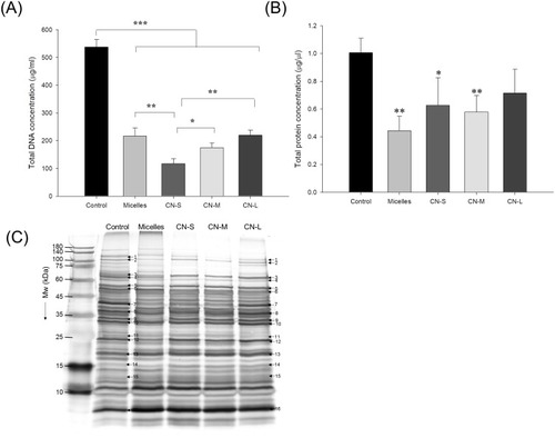 Figure 5 The genomic and proteomic profiles of MRSA treated by micelles and squalene@CPC nanoemulsions: (A) analysis of the quality of MRSA genomic DNA by agarose gel electrophoresis; (B) total protein concentration in MRSA; and (C) the protein change of MRSA analyzed by SDS-PAGE and MALDI-TOF/TOF mass. All data are presented as the mean of three experiments±S.D. ***p < 0.001; **p < 0.01; *p < 0.05.