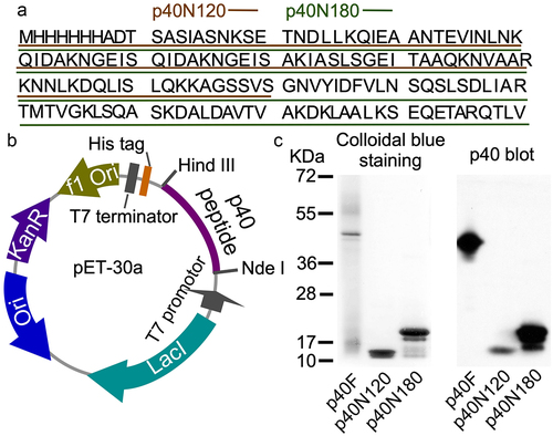Figure 2. Generation of recombinant p40 peptides. (a) amino acid sequences of p40N120 and p40N180. (b)pET30a DNA vector used to synthesize recombinant p40 peptides. (c) p40F, p40N180 and p40N120 were separated by SDS-PAGE and stained with Colloidal blue staining kit and were analyzed by Western blot analysis using an anti-p40 antibody.