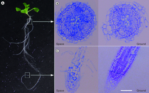 Figure 1. (A) Space-grown Arabidopsis thaliana seedlings compared with Earth-grown seedlings, examining the (B) root tip (C) and root–hypocotyl junction using immunohistochemistry.Reproduced from [Citation4], © Springer Nature (2023), published under a CC-BY license.