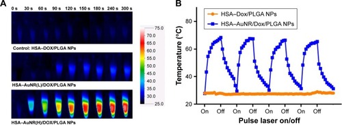Figure 3 (A) Thermal images of HSA-coated NPs after receiving NIR irradiation for 5 minutes. (B) NIR laser (808 nm, 1.5 W/cm2) induced temperature changes in the HDP NPs (orange plot) and HADP NPs (blue plot). Repeated temperature raise was observed from HADP NPs after each light irradiation.Note: Data represent the mean±SE; n=3.Abbreviations: AuNR, gold nanorod; DOX, doxorubicin; HADP, HSA/AuNR/DOX–PLGA; HDP, HSA–DOX/PLGA; HSA, human serum albumin; NIR, near infrared; NP, nanoparticle; PLGA, poly(lactic-co-glycolic acid); SE, standard error.