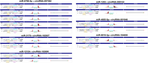 Figure 2 Schematic representation of six differentially expressed circRNAs binding to their downstream miRNAs.