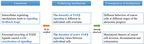 Figure 3. Opinions on the current lack of understanding of TGFβ signalling. The differential behaviours of cancer cells spatially and timewise during metastasis have been previously recognised (right). This implies the underlying mechanisms of intensity and durational dynamics of TGFβ signalling during cancer progression and metastasis (middle), which is potentially the result of intracellular regulation and exosomal signalling (left).