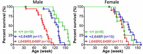 Figure 3. Survival curves for male and female Lmna+/+ (+/+), Lmna+/L648R (+/L648R), and LmnaL648R/648R (L648R/L648R) mice.Data are an extension of our originally published cohort [Citation103].