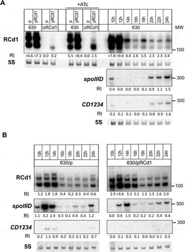Figure 6. The expression profile of RCd1 and selected potential targets during sporulation. (A) RNA samples were extracted from 630∆erm strain (630), 630∆erm strain carrying an empty vector (630/p) or overexpressing RCd1 from plasmid (630/pRCd1) grown in TY medium supplemented on not with 250 ng/ml ATc (+ATc) or in SM medium for 10 h, 12 h, 14 h, 16 h, 18 h, 20 h, 22 h, 24 h as indicated. The strain deleted for RCd1 (ΔRCd1) was used as a control for specific RCd1 detection. 5S RNA at the bottom serves as loading control. As indicated at the left, the blots were hybridized either with RCd1, spoIIID or CD1234-specific probes. The same 5S control panel is shown when reprobing of the same membrane was performed. Relative intensity of the bands ‘RI’ normalized to 5S estimated with ImageJ software is indicated underneath each lane, ‘>’ indicates the saturation of the signal. MW, the size of RNA molecular weight standards in nucleotides. (B) Effect of RCd1 overexpression on spoIIID and CD1234 genes during sporulation was monitored in SM medium during sporulation for 10 h, 12 h, 14 h, 16 h, 18 h, 20 h, 22 h, 24 h as indicated