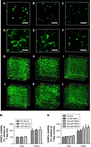 Figure 7 Viability of hASCs embedded in the Gel-Ty hydrogels.Notes: The CLSM images of 5% (A, D, G, J), 7.5% (B, E, H, K), and 10% Gel-Ty hydrogel (C, F, I, L) after culture during 1 (A–C, G–I) and 3 days (D–F, J–L). F-actin of hASCs is green, and scale bar is 100 µm. The viability of hASCs embedded inside the Gel-Ty (M) and Gel-Ty/GNPs (N) hydrogels for 3 days. Results are mean ± SD of triplicate experiments: **P<0.01 represent significant differences compared with control group.Abbreviations: CLSM, confocal laser scanning microscopy; Gel-Ty, gelatin–tyramine; Gel-Ty/GNPs, gelatin–tyramine/gold nanoparticles; hASCs, human-derived stem cells.