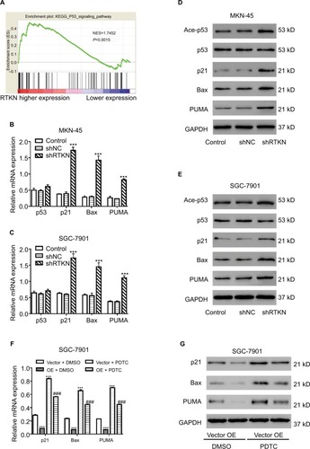 Figure 4 Effects of RTKN shRNA on the p53 pathway.Notes: (A) GSEA was performed using TCGA GC dataset. The p53 pathway was identified with the strongest association with RTKN. (B, C) mRNA expressions of p53 and three p53 target genes were evaluated by real-time PCR in MKN-45 and SGC-7901 cells transduced with shRTKN#1 (shRTKN) or shNC. ***P<0.001 vs shNC. (D, E) Protein levels of p53, acetylated p53 (Ace-p53), and three p53 target genes were detected by Western blotting. (F, G) SGC-7901 cells were treated with pLVX-RTKN (OE)/ pLVX-puro (Vector) and 50 µM PDTC (Selleck Chemicals, Houston, TX, USA)/DMSO. mRNA and protein expression of three p53 target genes were detected. ***P<0.001 vs Vector + DMSO; ###P<0.001 vs OE + DMSO. Experiments were performed three times independently. Data are presented as mean ± SD. Representative images for Western blotting are shown.Abbreviations: GC, gastric cancer; GSEA, gene set enrichment analysis; PDTC, pyrrolidine dithiocarbamate; TCGA, The Cancer Genome Atlas.