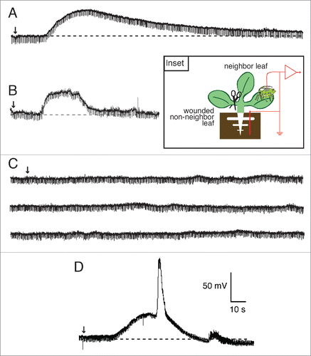 Figure 4. Wound-induced systemic potentials between the root and SE/CCs in non-neighbor leaves of Arabidopsis thaliana wild type and single GLR mutants. Typical wound- induced potentials of a wild type plant (A), as well as of the single mutants glr3.3a (B), glr3.6b (C), and glr3.5-a (D), recorded by EPG in the configuration illustrated in the inset are shown. Panel C shows a long, continuous EPG recording from a glr3.6b mutant that is broken into 3 segments. Arrows indicate the time of wounding. The results from both T-DNA alleles of GLR3.5 were similar. Results from glr3.5-b are shown in Fig. S2. The time of wounding is indicated with arrows.