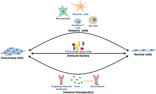 Figure 1. Role of immune cells, immune factors and immunotoxins in cancer therapy. NK, Natural killer cells; TGF-β, Transforming growth factor-beta and Type I IFN, Type I interferons.