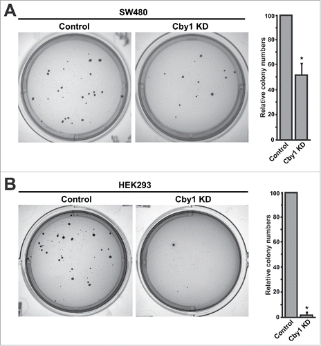 Figure 6. Cby1 KD suppresses anchorage-independent growth. A.-B. (Left) Representative images of colonies of control and Cby1-KD SW480 cells (A) or Cby1-KD HEK293 cells (B) in soft agar assays. (Right) The quantification of colony numbers. The results are expressed as mean ± SEM, and the number of control cells was set as 100. * P < 0.05.