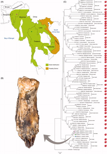 Figure 1. (A) Extant and possibly extinct range distribution of Arctonyx collaris in Southeast Asia (map not to scale) (B) Amorphous burnt body part of mammals collected from Manipur state in northeast India. (C) Neighbor-joining tree shows distinct clustering of A. collaris and other mustelid carnivores by mitochondrial cytochrome b gene. The database sequence of Panthera tigris (family Felidae) was used as an outgroup in the phylogeny. The color dots used in A. collaris clade node denoted the collection localities as marked in the map. The IUCN status of all the studied carnivores including A. collaris superimposes with each clade.