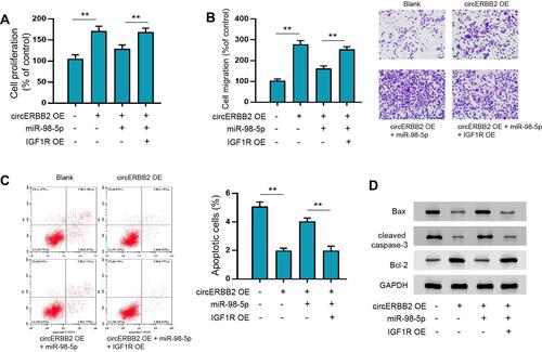 Figure 7 CircERBB2/miR-98-5p/IGF1R axis regulated the proliferation, migration and apoptosis of ASMCs. ASMCs were transfected with circERBB2 overexpressing vectors (circERBB2 OE), circERBB2 OE + miR-98-5p, or circERBB2 OE + miR-98-5p + IGF1R OE. Then, cell proliferation (A), migration (B), and apoptosis (C) of ASMCs were determined by CCK-8, Transwell, and flow cytometry assay, respectively. (D) The expression of Bax, cleaved caspase-3, and Bcl-2 was measured by Western blot analysis. **p < 0.01.