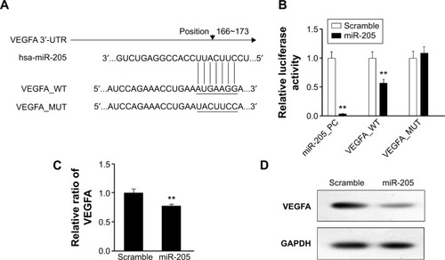 Figure 3 MiR-205 targets the VEGFA gene in osteosarcoma cells.