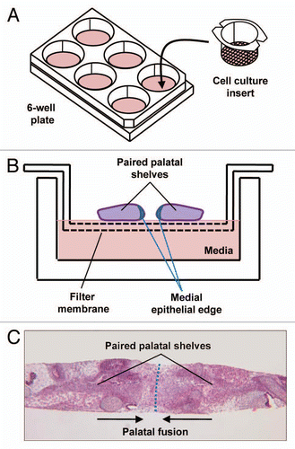 Figure 3 Palate cultures. (A) Schematic of palate culture using 6-well plate and insert with 0.4 µM pores allowing cytokines but not cells to pass through. (B) Schematic of paired palatal shelves in palate culture. (C) H&E stain of palatal fusion after 72 h of 2 palatal shelves in culture while in contact with each other.